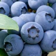 Саджанець Лохина Торо в контейнері